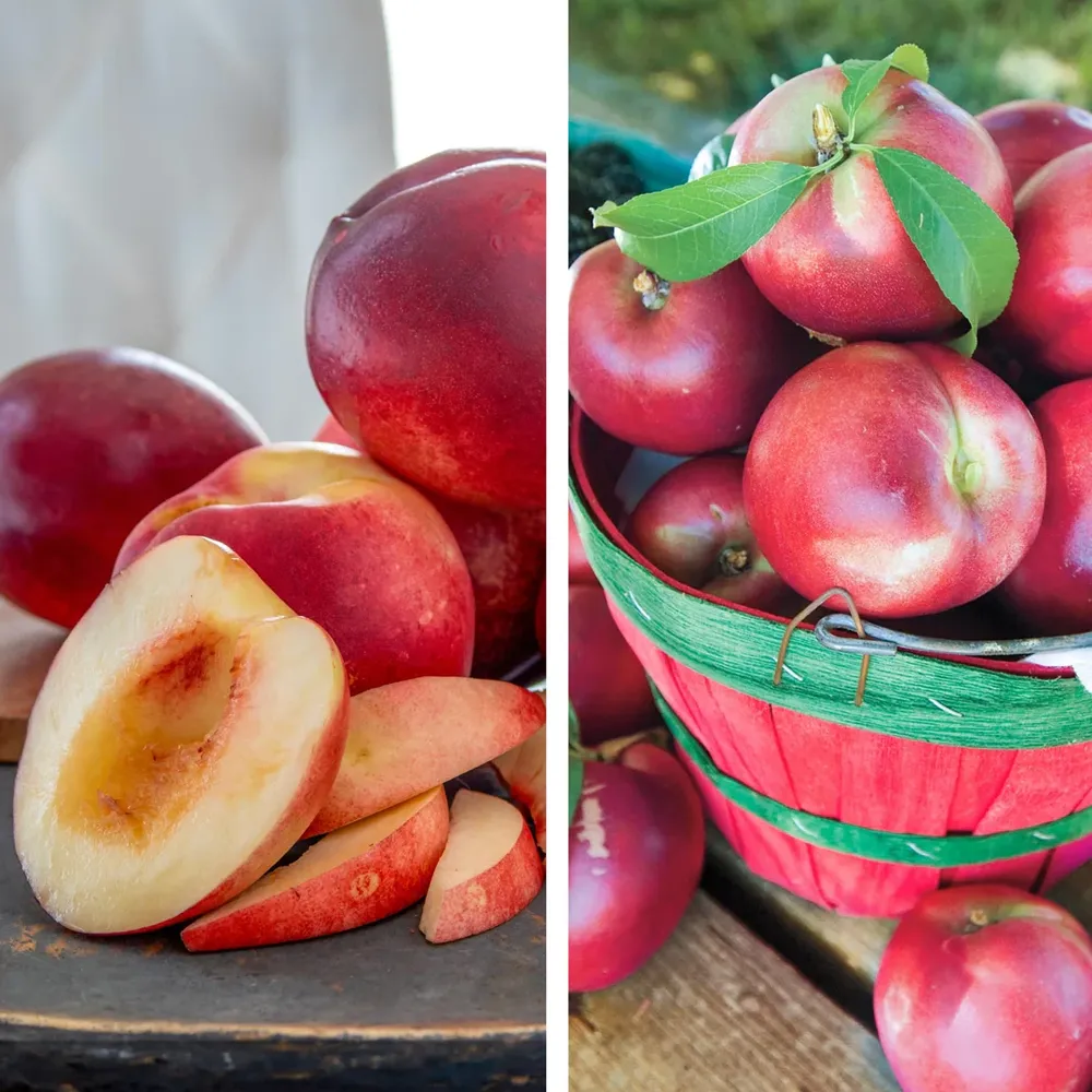 Nectarine Pollinator Variety Pack - Dual Variety Fruit Tree Set