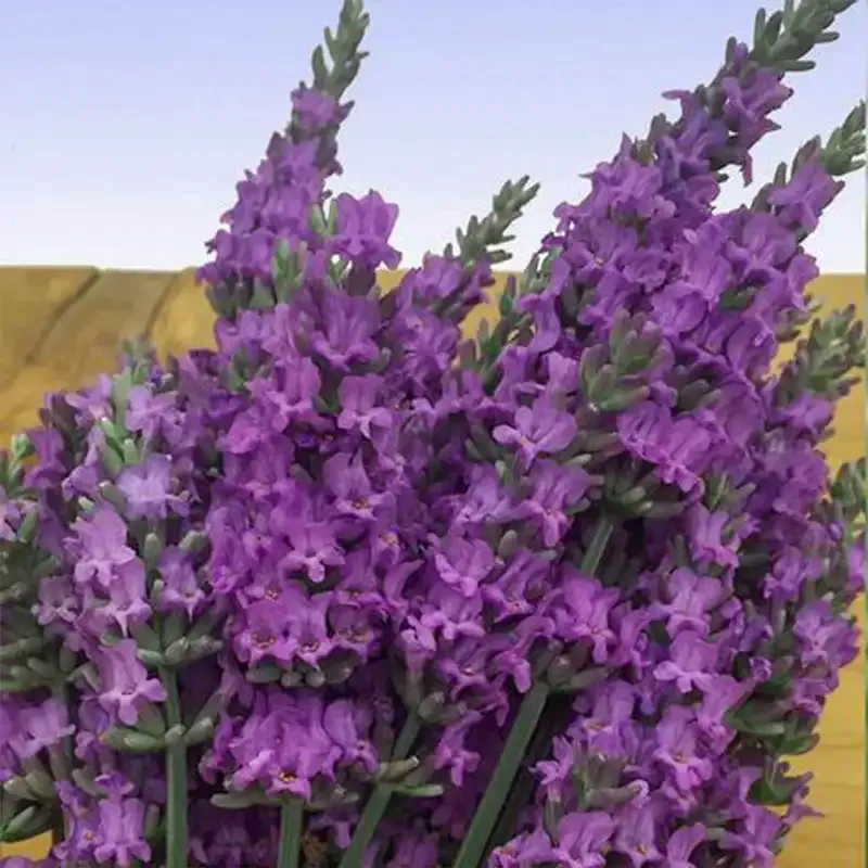 Lavender Fragrance Oil for Home Aromatherapy and Diffusers