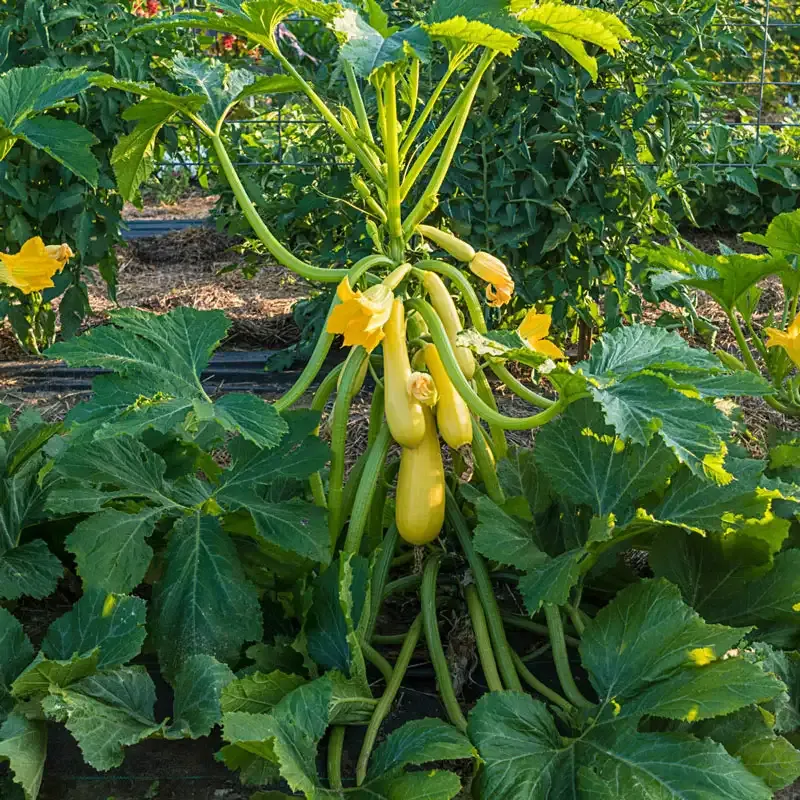 Smooth Criminal Hybrid Summer Squash Seeds - Productive Garden Vegetable