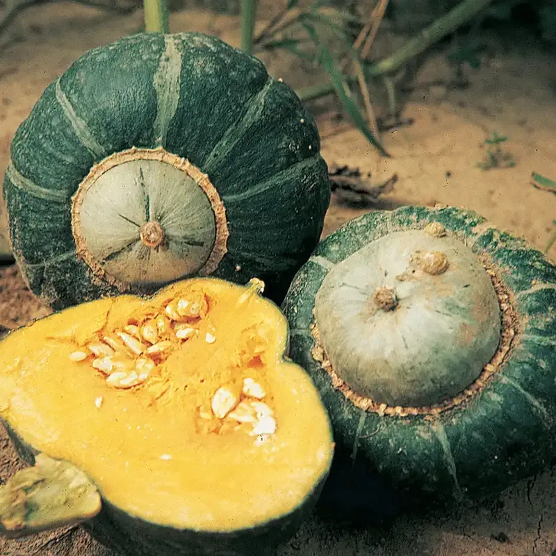 Buttercup Winter Squash Heirloom Vegetable Seeds