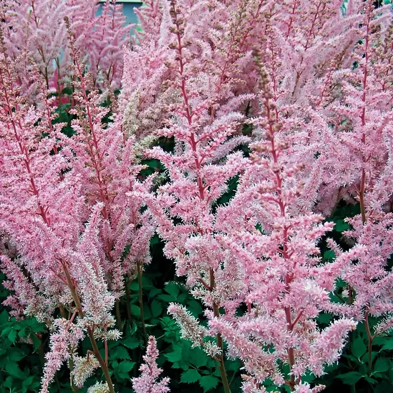 Astilbe Perennial Shade-Loving Flowering Plant 3
