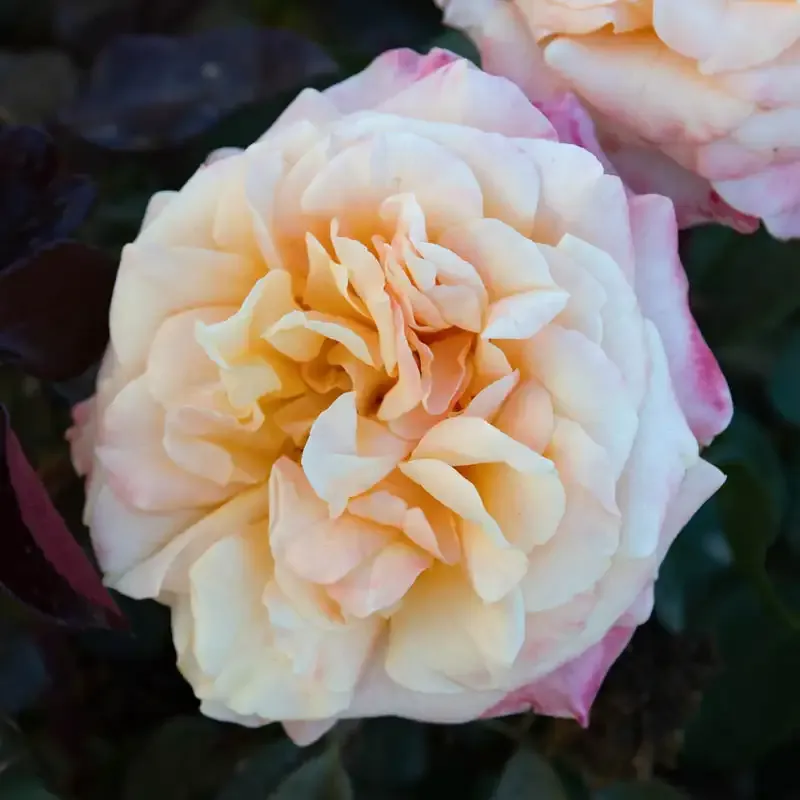 Floribunda Rose Bush - Repeat Blooming Ornamental Garden Shrub