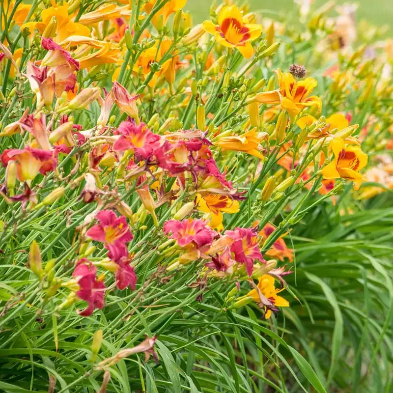 Assorted Daylily Collection - Perennial Garden Flower Bulbs 2