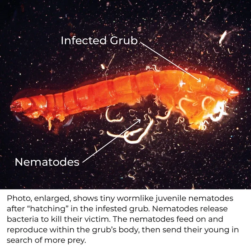 Beneficial Nematodes for Lawn and Garden Grub Management 1