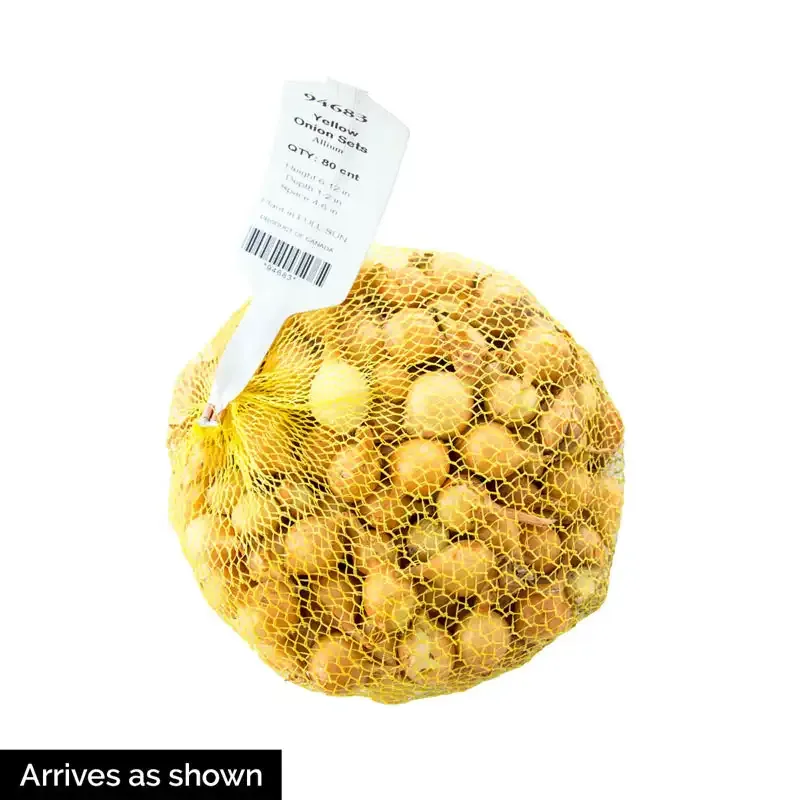 Spanish Globe Onion Sets for Vegetable Gardening 1