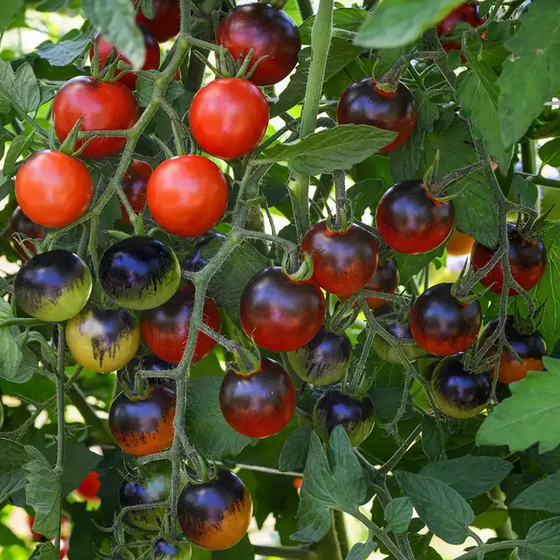 Midnight Snack Hybrid Tomato Seeds - Indeterminate Cherry Tomato Variety