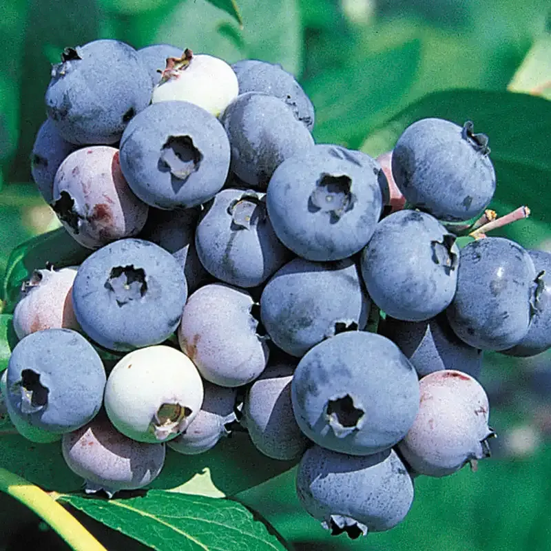 Jersey Northern Highbush Blueberry Plant - Cold Hardy Fruit Bush
