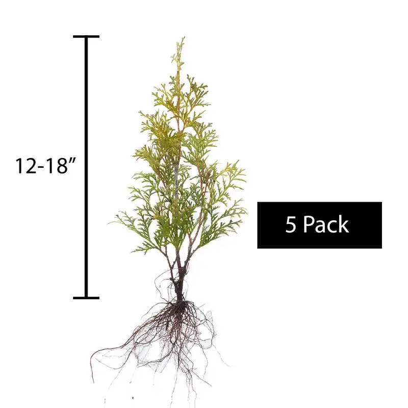 Pyramidal Arborvitae Evergreen Privacy Hedge 1