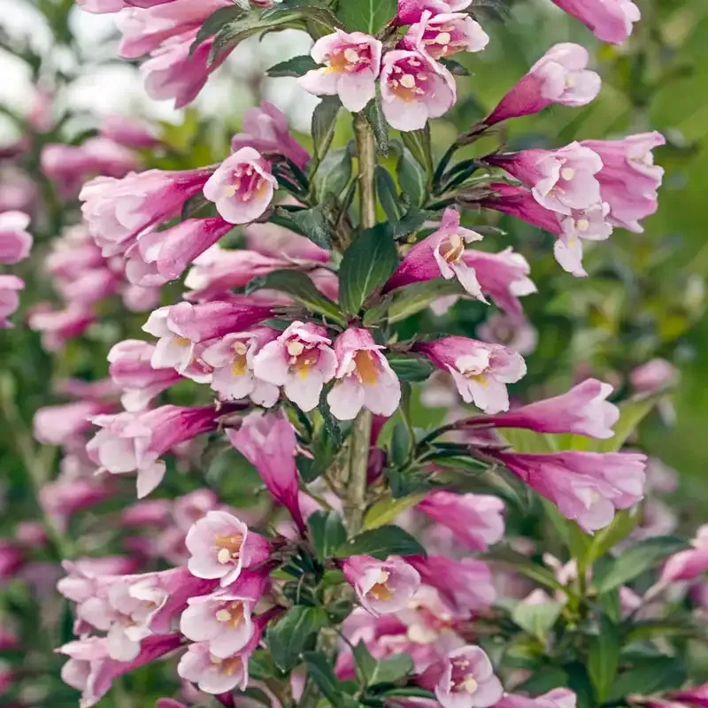 Java Red Weigela Flowering Deciduous Shrub