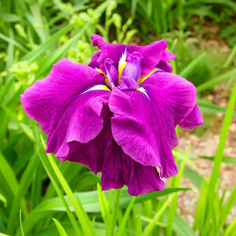 Good Omen Japanese Iris Perennial Garden Flower
