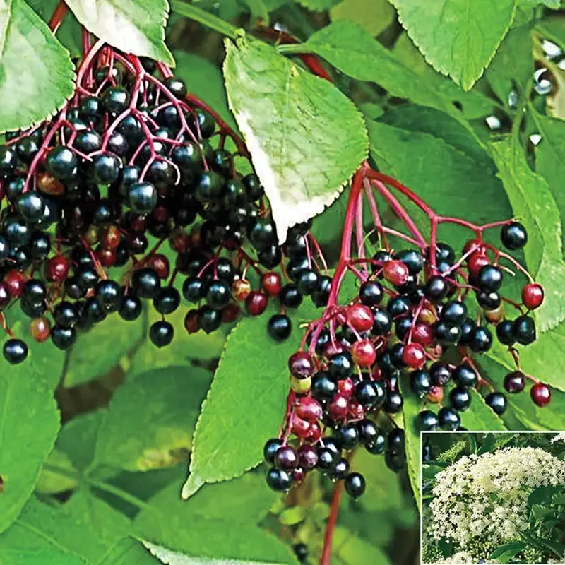All Season Native Fruit Collection - Assorted Seasonal Fruit Selection 1