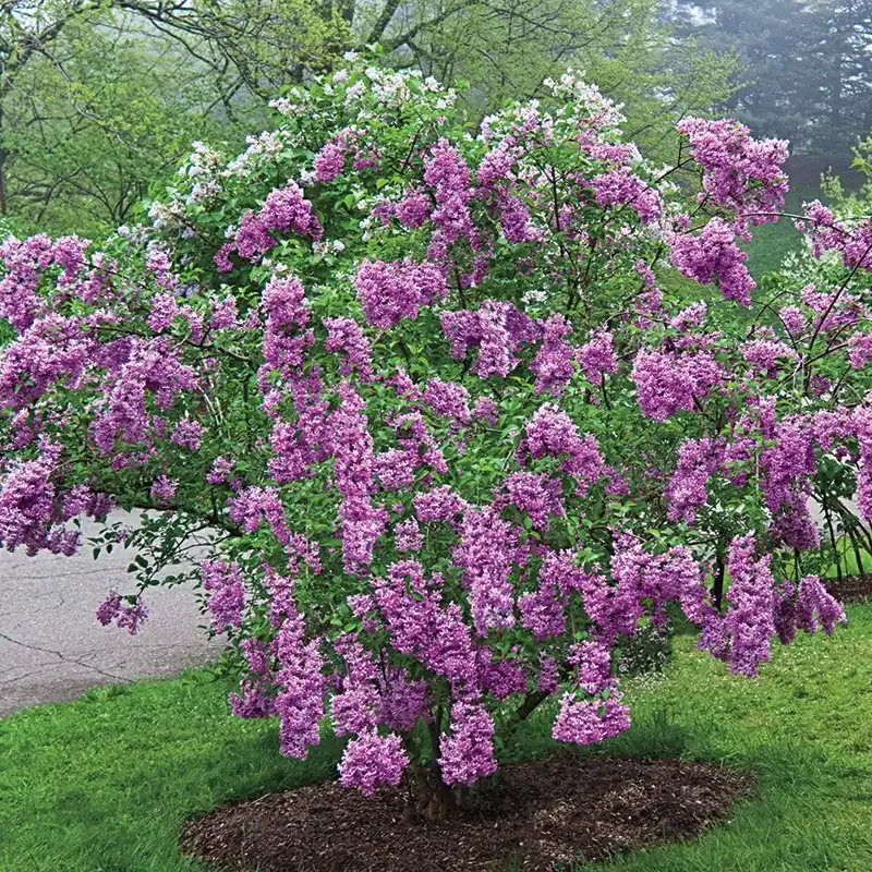 Lilac Sunday Flowering Shrub - Fragrant Deciduous Garden Plant