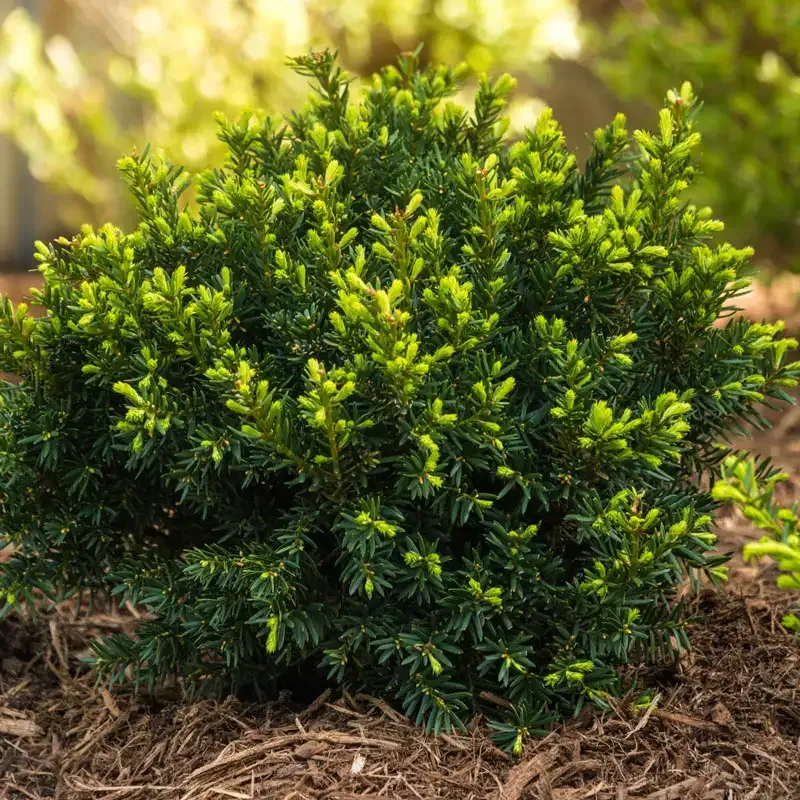 Dark Green Spreader Yew Hedge Evergreen Privacy Shrub