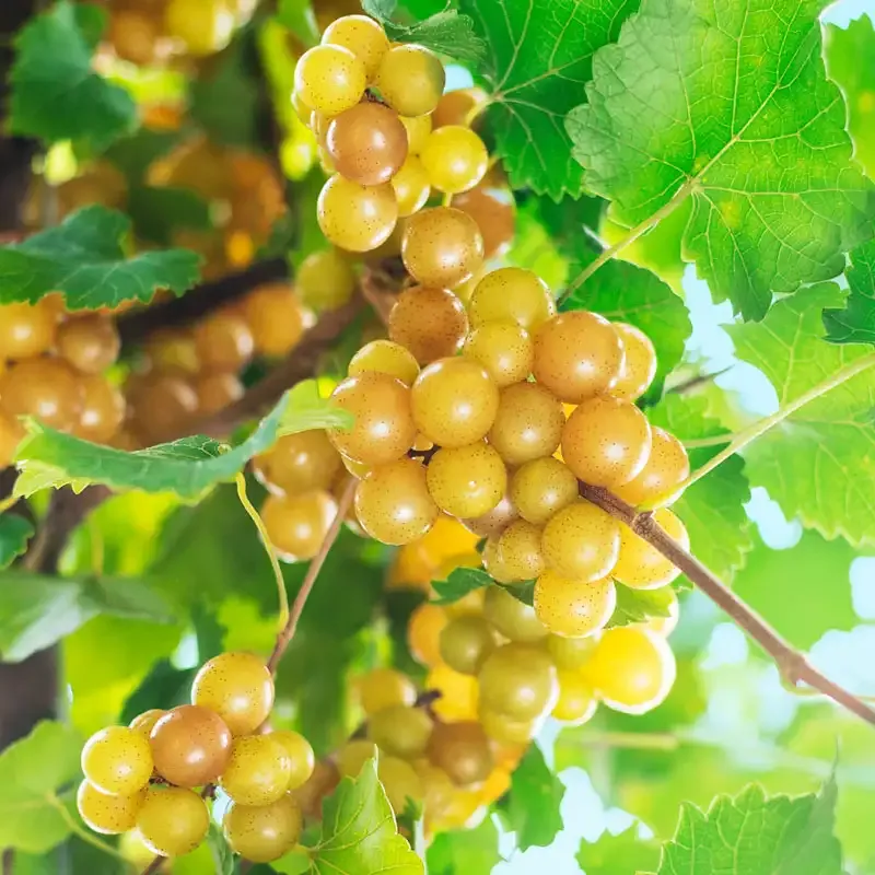 Seedless Grape Vine for Home Garden Cultivation 1