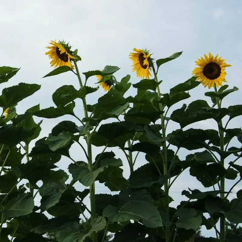 American Giant Sunflower Heirloom Seeds for Tall Garden Displays 1