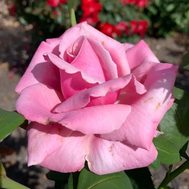 Memorial Day Hybrid Tea Rose - Fragrant Pink Flowering Shrub 1