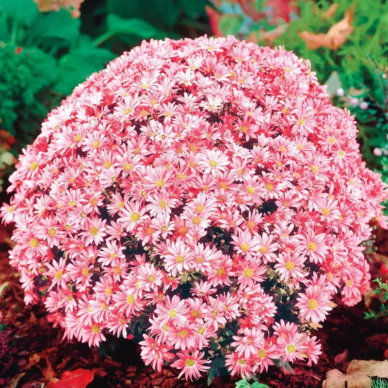 Coral Daisy Monster Mum Large Artificial Bloom for Floral Arrangements