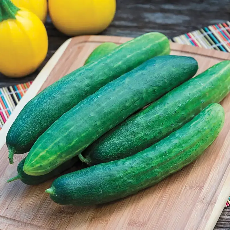 Sweet Burpless Hybrid Slicing Cucumber Seeds for Home Gardening