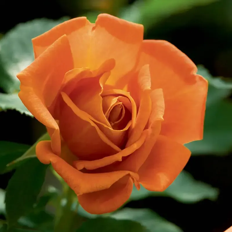 Floribunda Rose Bush - Repeat-Blooming Garden Shrub 1