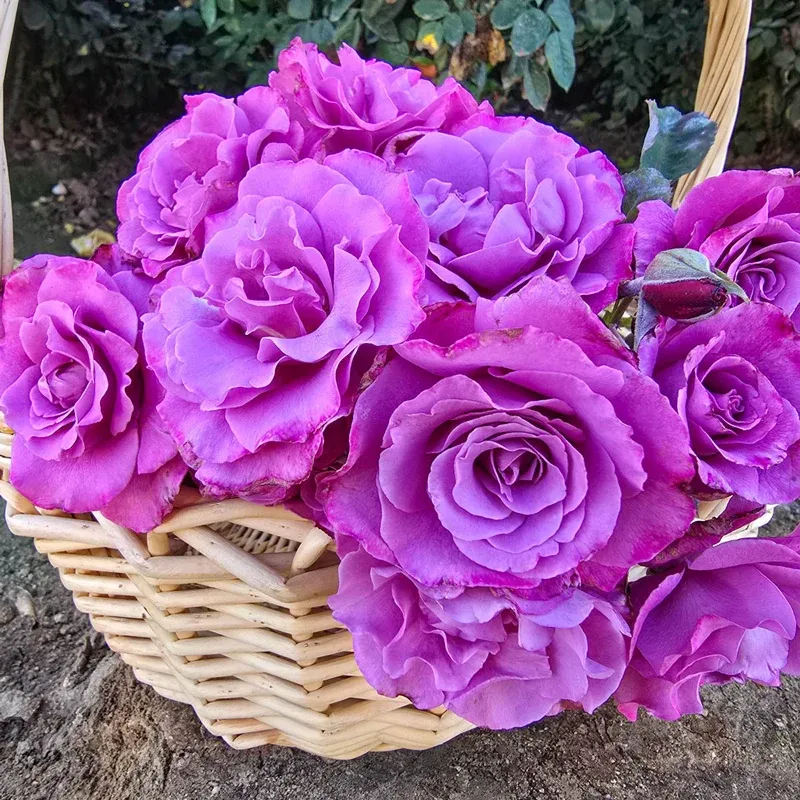 Angel Face Floribunda Rose Plant - Fragrant Lavender-Mauve Repeat Bloomer 1