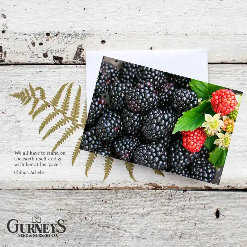 Vegetable Illustration Botanical Notecards Set 5