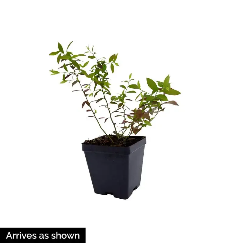 Trailing Blueberry Plant for Hanging Baskets - Compact Fruit-Bearing Shrub 2
