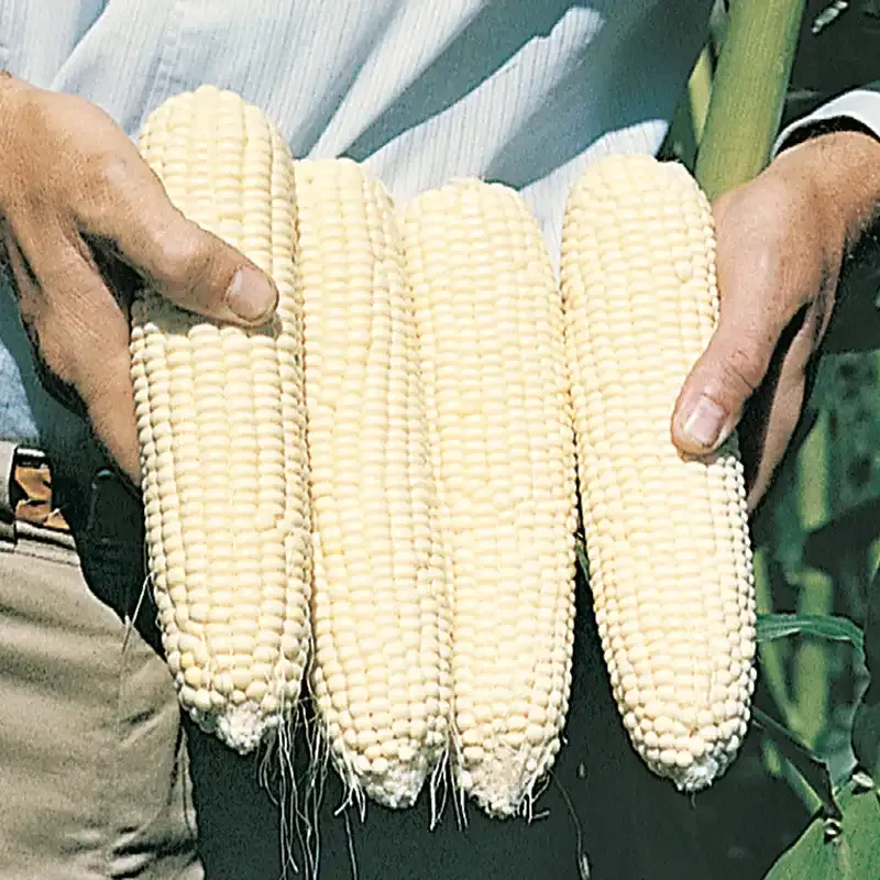 Silver Queen Hybrid Sweet Corn Seeds (su) - White Sweet Corn Variety