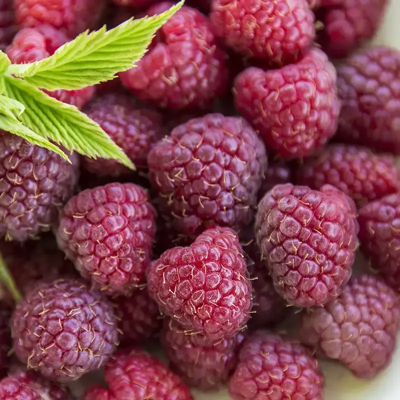 Crimson Night Raspberry Plant - Hardy Perennial Berry Bush