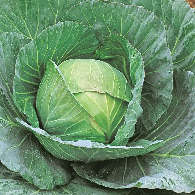 Cheers Hybrid Cabbage Seeds for Consistent Garden Yields