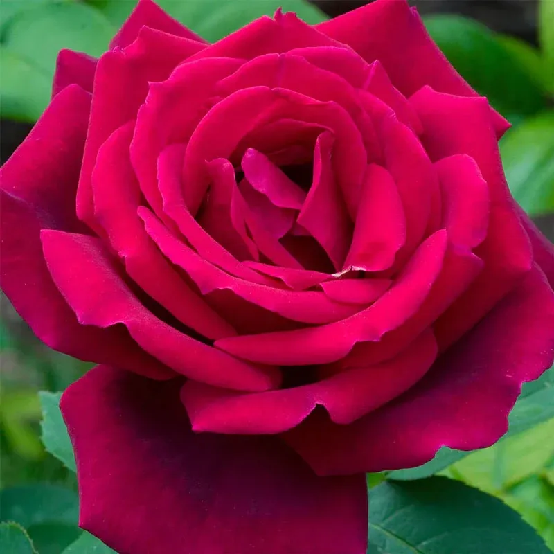 Chrysler Imperial Hybrid Tea Rose - Fragrant Deep Red Garden Shrub 1