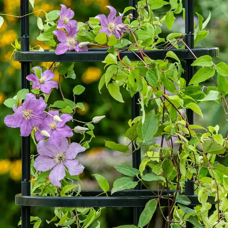 Adjustable Plant Support Kit for Indoor and Outdoor Climbing Plants 1