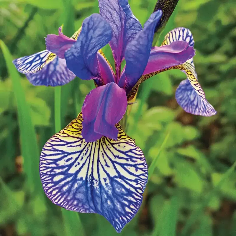 Shaker's Prayer Siberian Iris Perennial Rhizome