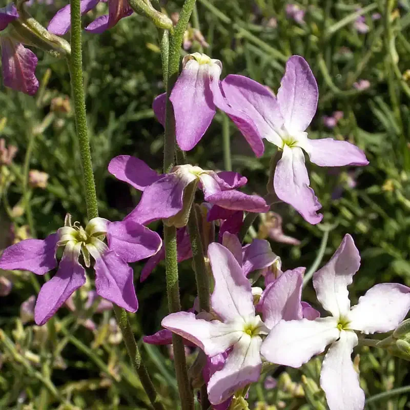 Evening Scented Stock Seeds (Matthiola longipetala) - Fragrant Night-Blooming Annual