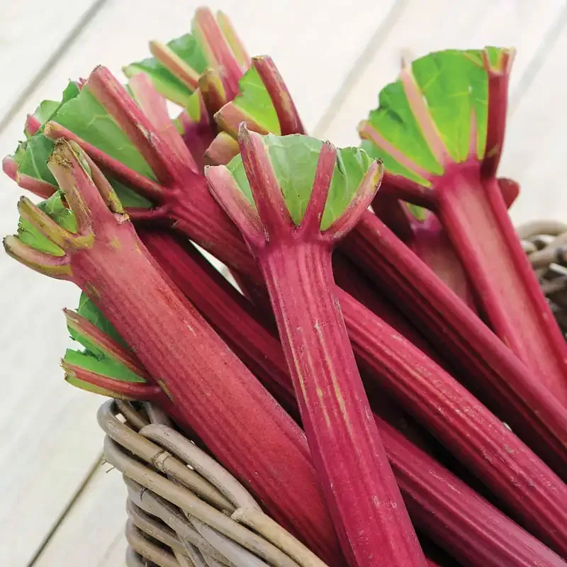 Canada Red Rhubarb Perennial Vegetable Plant