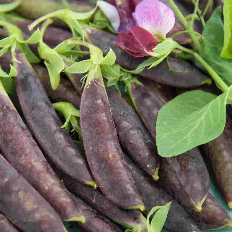 Sugar Magnolia Purple Podded Snap Pea Seeds