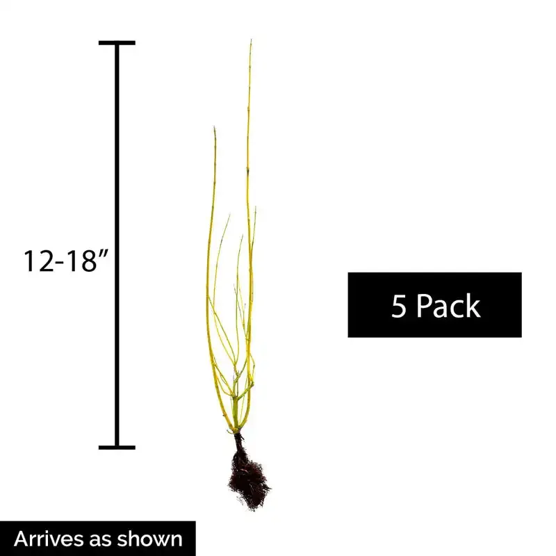 Budd's Yellow Twig Dogwood (Cornus sericea) - Deciduous Winter Interest Shrub 2