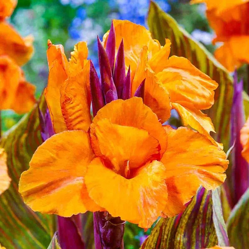 Phasion Variegated Canna Lily Tropical Perennial Rhizome 2