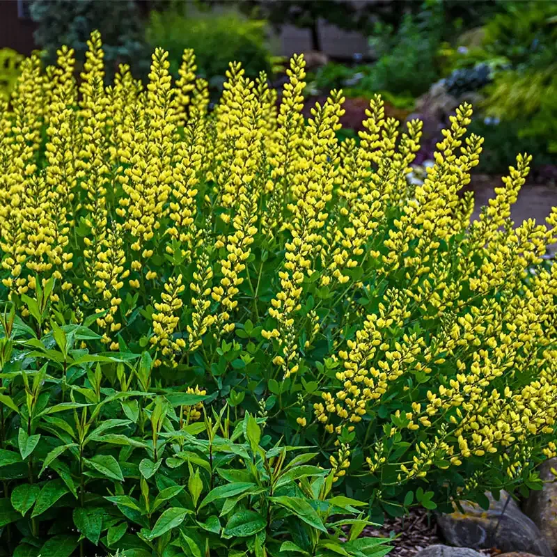 American Goldfinch Baptisia (Baptisia sphaerocarpa) Native Perennial 1
