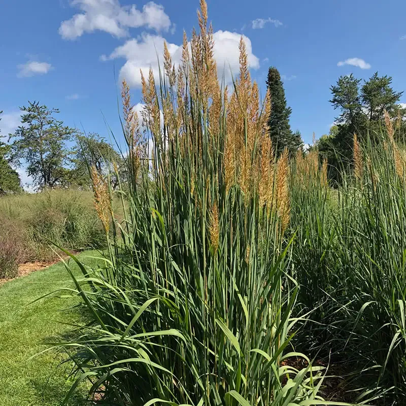 Yellow Prairie Grass Decorative Artificial Plant for Home and Office Decor 2