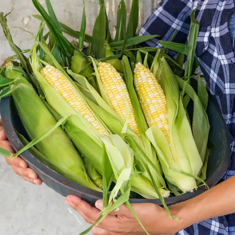 Hybrid Sweet Corn Seeds for Home Vegetable Gardens 2