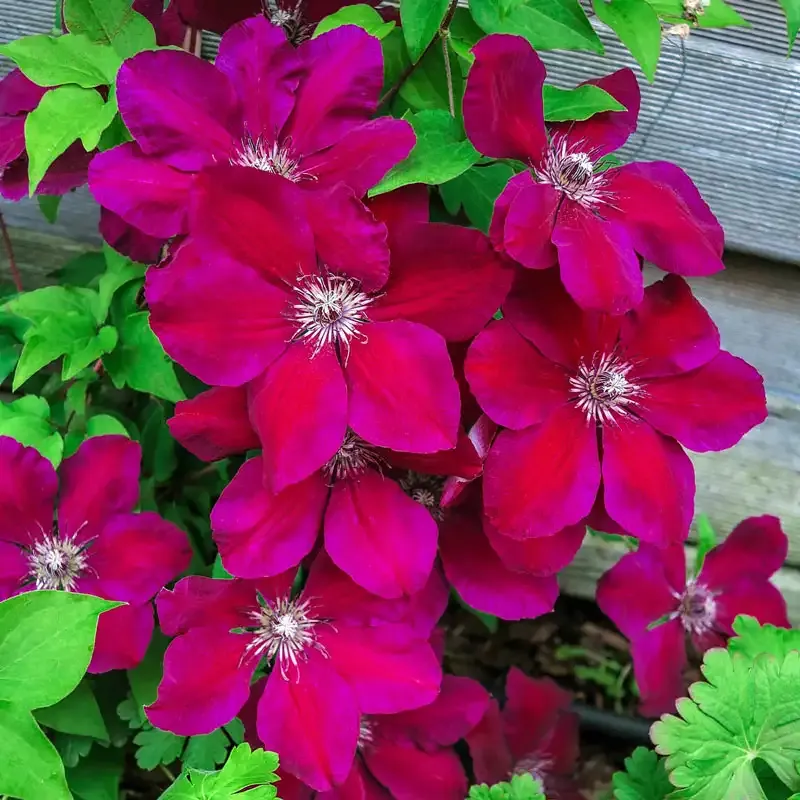 Westerplatte Clematis Large Flowered Deciduous Climbing Vine 1