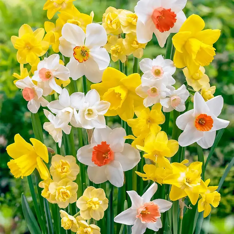 Fragrant Daffodil Bulb Mix - Assorted Spring-Blooming Narcissus