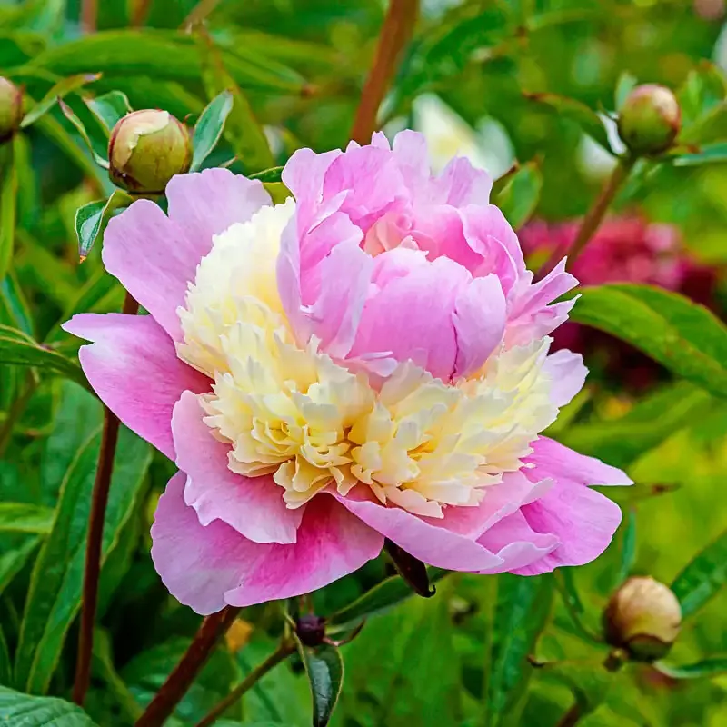 Sorbet Peony Perennial Bare Root Plant