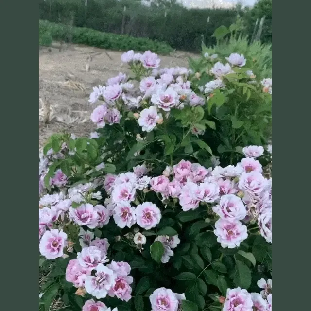 Easy on the Eyes Shrub Rose - Disease Resistant Repeat-Blooming Garden Shrub 1