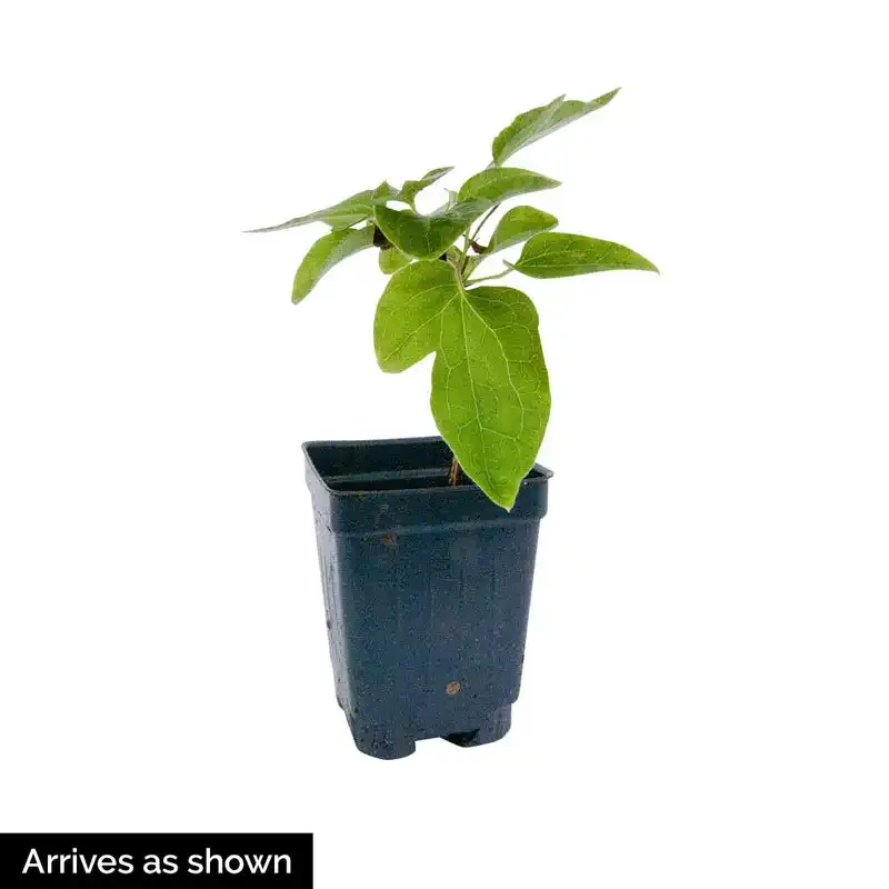 Etoile Violette Clematis Deep Purple Flowering Climbing Vine 1