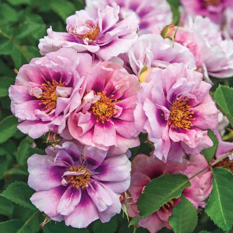 Easy on the Eyes Shrub Rose - Disease Resistant Repeat-Blooming Garden Shrub