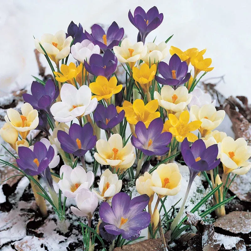 Snow Crocus Super Bag Mix - Assorted Early Spring Flowering Bulbs