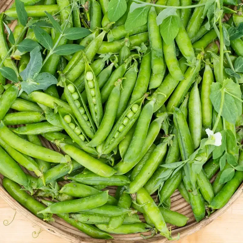 Little Marvel Pea Seeds - Heirloom Vegetable Seeds for Home Gardening 1