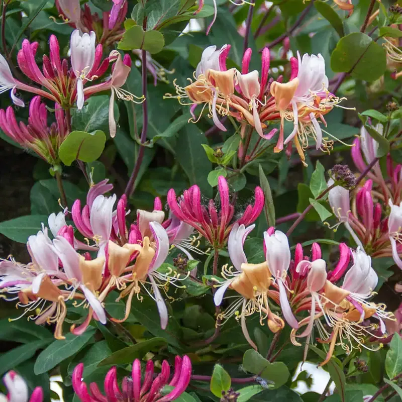Serotina Honeysuckle (Lonicera periclymenum) Fragrant Climbing Vine
