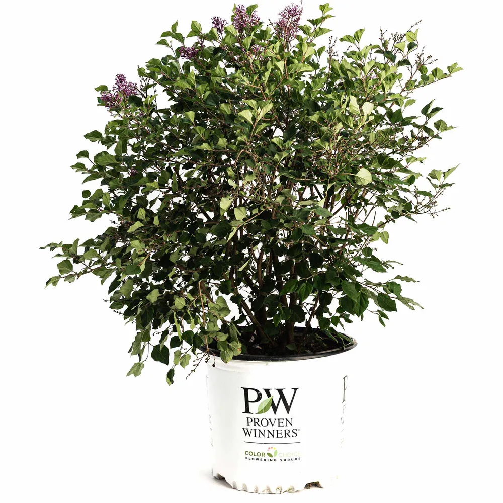 Bloomerang Reblooming Lilac Flowering Shrub 0